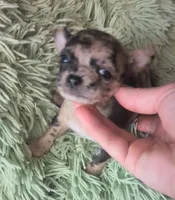 AKC merle import sire, a male Chihuahua for sale in Five Forks, SC – Photo 3 of 8