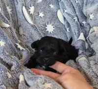 Black, a male Shih Tzu and Poodle - Toy  for sale in Five Forks, SC – Photo 1 of 3