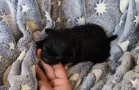 Black, a male Shih Tzu and Poodle - Toy  for sale in Five Forks, SC – Photo 3 of 3