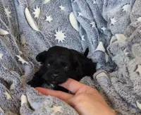 Black, a male Shih Tzu and Poodle - Toy  for sale in Five Forks, SC – Photo 2 of 3