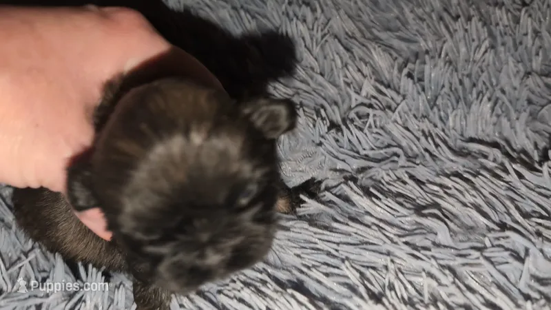 Female dark sable, a female Shih Tzu for sale in Five Forks, SC – 1 of 3
