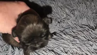 Female dark sable, a female Shih Tzu for sale in Five Forks, SC – 1 of 3