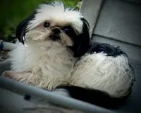 Micro male tcup, a male Shih Tzu for sale in Five Forks, SC – Photo 2 of 4