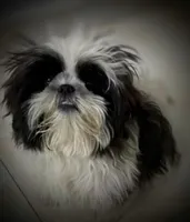 Micro male tcup, a male Shih Tzu for sale in Five Forks, SC – Photo 3 of 4