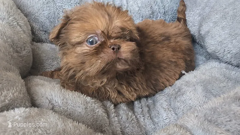 Choco merle 5 – Shih Tzu, Poodle - Toy  puppy for sale in Five Forks, SC