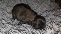 Female dark sable, a female Shih Tzu for sale in Five Forks, SC – 2 of 3