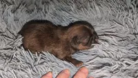 Choco imperial fem, a female Shih Tzu for sale in Five Forks, SC – 4 of 4