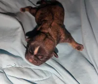 Sable male , a male Shih Tzu for sale in Five Forks, SC – Photo 2 of 3