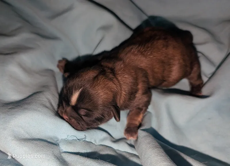 Sable male  – Shih Tzu puppy for sale in Five Forks, SC