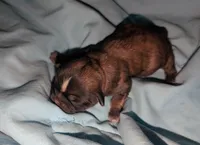 Sable male , a male Shih Tzu for sale in Five Forks, SC – Photo 1 of 3