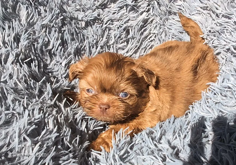 Choco merle 5 – Shih Tzu, Poodle - Toy  puppy for sale in Five Forks, SC
