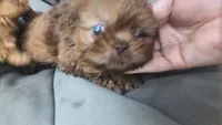 Blue eye merle, a male Shih Tzu and Poodle - Toy  for sale in Five Forks, SC – 4 of 10