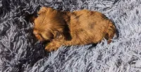 Choco Merle 4, a male Shih Tzu and Poodle - Toy  for sale in Five Forks, SC – 2 of 6