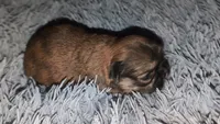 Sable male, a male Shih Tzu for sale in Five Forks, SC – 2 of 3