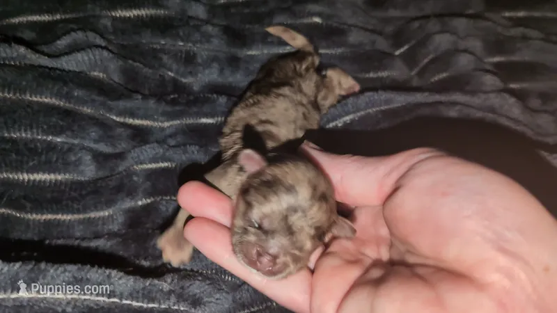 Choco Merle 1 – Shih Tzu, Poodle - Toy  puppy for sale in Five Forks, SC