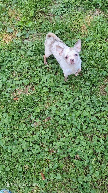 New litter from import male .  – Chihuahua puppy for sale in Five Forks, SC