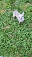 New litter from import male . , a  Chihuahua for sale in Five Forks, SC – Photo 1 of 2