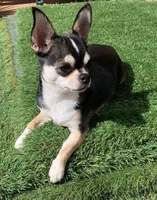 New litter from import male . , a  Chihuahua for sale in Five Forks, SC – Photo 2 of 2