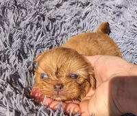 Tan male 3, a male Shih Tzu and Poodle - Toy  for sale in Five Forks, SC – 2 of 6