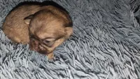 Choco nose Sable fem 1, a female Shih Tzu for sale in Five Forks, SC – 2 of 3