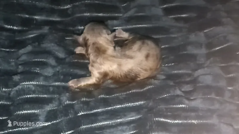 Choco Merle 4 – Shih Tzu, Poodle - Toy  puppy for sale in Five Forks, SC