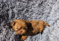 Choco Merle 4, a male Shih Tzu and Poodle - Toy  for sale in Five Forks, SC – 4 of 6