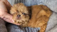 Blue eye , a male Shih Tzu and Poodle - Toy  for sale in Five Forks, SC – 2 of 9