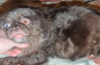 Dep hold Pekapoo choco f2, a female Pekingese and Poodle - Toy  for sale in Five Forks, SC – Photo 4 of 8