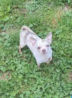 Tiny 1, a female Chihuahua and Poodle - Toy  for sale in Five Forks, SC – Photo 3 of 7
