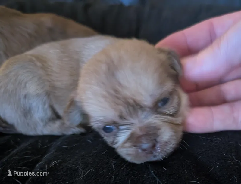 Female 2, a male Chihuahua and Poodle - Toy  for sale in Five Forks, SC – Photo 1 of 2