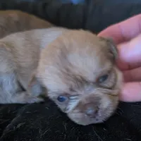 Female 2, a male Chihuahua and Poodle - Toy  for sale in Five Forks, SC – Photo 2 of 3
