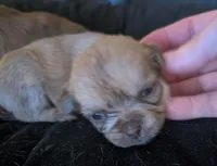 Female 2, a male Chihuahua and Poodle - Toy  for sale in Five Forks, SC – Photo 1 of 2