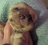 Female 2, a male Chihuahua and Poodle - Toy  for sale in Five Forks, SC – Photo 1 of 3