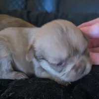 Female 2, a male Chihuahua and Poodle - Toy  for sale in Five Forks, SC – Photo 3 of 3