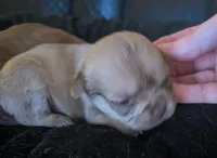 Female 2, a male Chihuahua and Poodle - Toy  for sale in Five Forks, SC – Photo 2 of 2