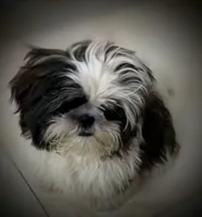 TCup female 2 AKC, a female Shih Tzu for sale in Five Forks, SC – Photo 7 of 7