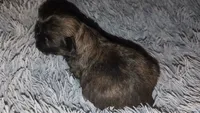 Female dark sable, a female Shih Tzu for sale in Five Forks, SC – 3 of 3