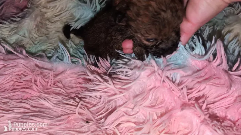 Pomapoo female  – Pomeranian, Poodle - Toy  puppy for sale in Five Forks, SC