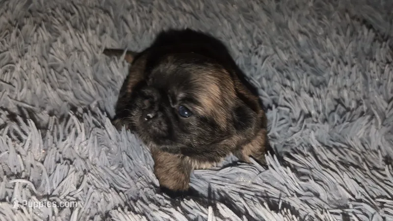 Brindle  male , a female Shih Tzu for sale in Five Forks, SC – 1 of 3