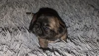 Brindle  male , a female Shih Tzu for sale in Five Forks, SC – 1 of 3