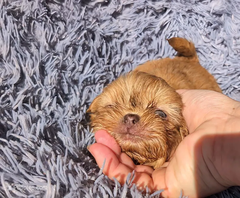 Tan male 3 – Shih Tzu, Poodle - Toy  puppy for sale in Five Forks, SC