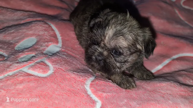 Brindle female – Shih Tzu puppy for sale in Five Forks, SC