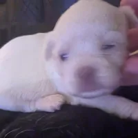 Male 2, a male Chihuahua and Poodle - Toy  for sale in Five Forks, SC – Photo 2 of 3