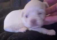 Male 2, a male Chihuahua and Poodle - Toy  for sale in Five Forks, SC – Photo 1 of 2