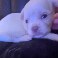 Male 2, a male Chihuahua and Poodle - Toy  for sale in Five Forks, SC – Photo 3 of 3