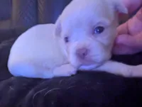 Male 2, a male Chihuahua and Poodle - Toy  for sale in Five Forks, SC – Photo 2 of 2