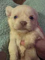 Male 2, a male Chihuahua and Poodle - Toy  for sale in Five Forks, SC – Photo 1 of 3