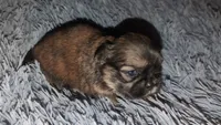 Sable male, a male Shih Tzu for sale in Five Forks, SC – 3 of 3