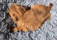 Choco merle 5, a male Shih Tzu and Poodle - Toy  for sale in Five Forks, SC – 3 of 6