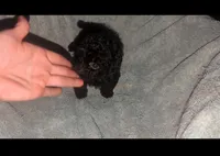 Tiny ink black thick coat, a female Peekapoo and Poodle - Toy  for sale in Five Forks, SC – Photo 2 of 6